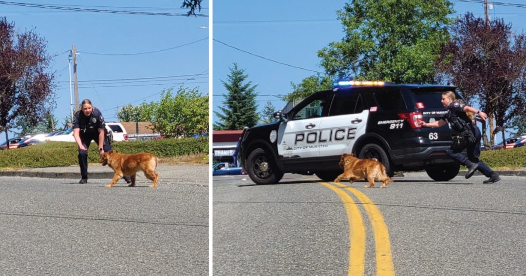 A pooch led police on a chase down Mukilteo Speedway Lynnwood Times